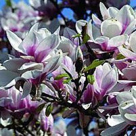 Almindelig magnolia (Magnolia soulangeana) - Buske i potte 125-150