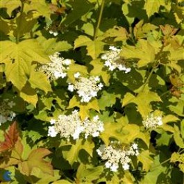 Blærespiræa (Physocarpus opulifolius 'Dart's Gold') - 