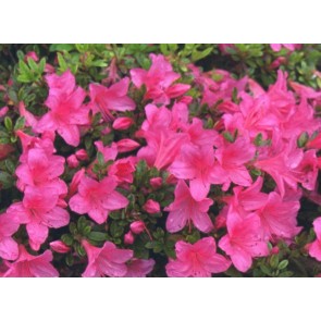 'Wombat'   (Rhododendron 'Wombat' )    CO 20 - 25