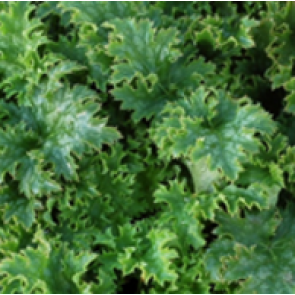 Alunrod (Heuchera hybr. 'Apple Crisp'®  ) - Staude i 1 liter potte