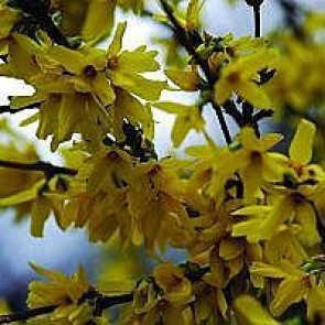 Vårguld (Forsythia intermedia 'Weekend') - Buske i 5 liters potte