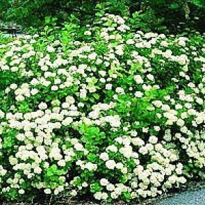 Birkebladet Spiræa (Spiraea betulifolia) Buske i 3,5 liters potte