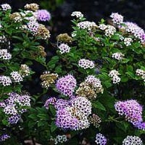 Spiræa (Spiraea japonica 'Little Princess') - Barrodet hæk 15-30 3 års for 10 stk. 