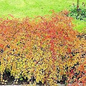 Kranstop (Stephanandra) - Plante i 2 l potte