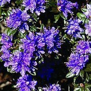 'Azurika' (Rhododendron 'Azurika') - Buske i 2 liters potte 20-25 cm