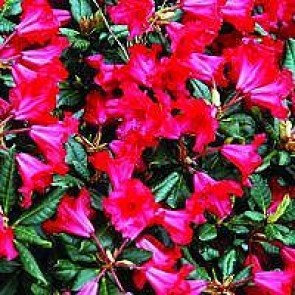 'Baden-baden' (Rhododendron 'Baden-baden') - Buske i 2 liters potte 20-25 cm