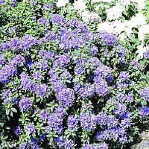 Impeditum 'Blue Tit' (Rhododendron impeditum 'Blue Tit') -Busk i 2 liters potte 20-25 cm