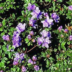 'Ramapo' (Rhododendron 'Ramapo') - Buske i 2 liters potte 20-25 cm