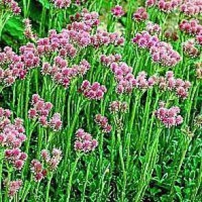 Kattefod (Antennaria dioica 'Rubra') - Staude i 1 liter potte - Sælges kun i pakke á 3 stk.