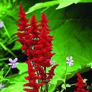 Astilbe (Astilbe 'Fanal') - Staude i 1 liter potte