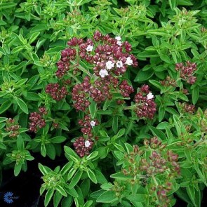 Oregano / Almindelig Merian (Oreganum vulgare) - 2 l CO