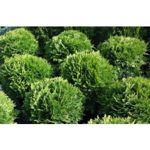 Kuglethuja (Thuja occidentalis 'Danica') - 1,5 liter potte 15-20 cm