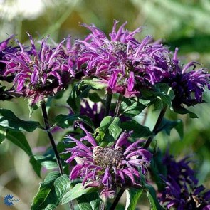 Hestemynte (Monarda 'Blaustrumpf') - Staude i 1 liter potte