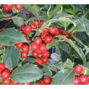 Kristtorn (Ilex meservae 'Blue Maid') - Busk i 3,5 liter potte 40-50 cm