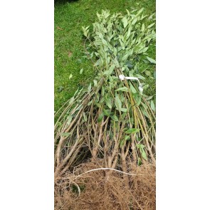 Liguster 'liga' 80 til 120 cm. 2 gange omplantet. 4 til 6 grene