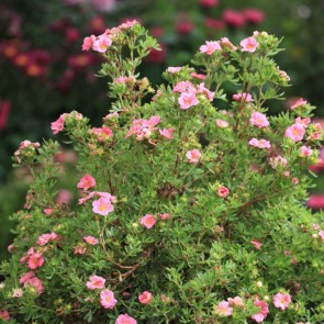 Buskpotentil (Potentilla fruticosa 'Pink Paradise') Buske i 3,5 liters potte