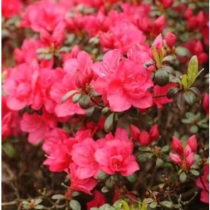 'Canzonetta' (Rhododendron 'Canzonetta') - Buske i 2 liters potte 20-25 cm