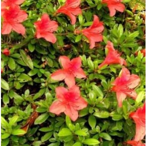 'Nakaharae' (Rhododendron 'Nakaharae')  - Buske i 2 liters potte 20-25 cm