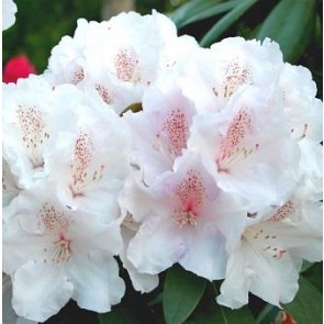 'Schneekrone'   (Rhododendron Yak. 'Schneekrone')   - Buske i 5 liters potte 30-40 cm