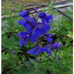 Ridderspore (Delphinium belladonna 'Bellamosum') - Staude i 1 liter potte - Sælges kun i pakke á 3 stk.