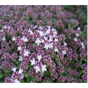 Timian (Thymus praecox 'Pink Chintz') - Staude i 10 x 10 cm potte - Sælges kun i pakke á 3 stk.