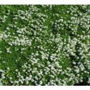 SmalbladetTimian (Thymus praecox 'Albiflorus') - Staude i 10 x 10 cm potte 