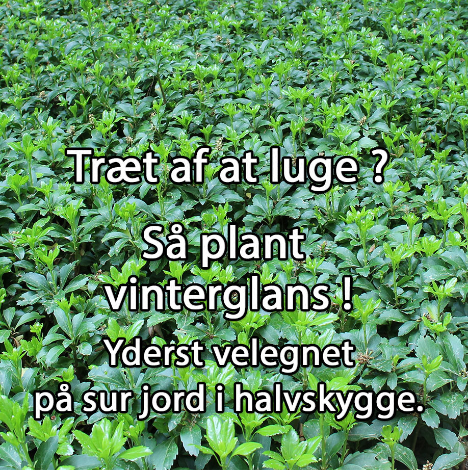 Ground cover - winter gloss